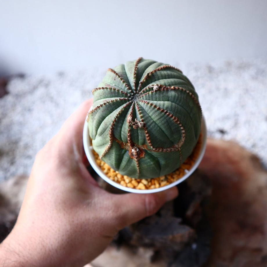 5bd552dd5496ff0748001006