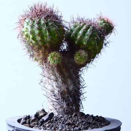 Parodia  sp   no.22323