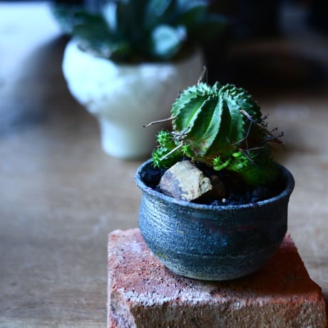 ユーフォルビア  仔吹きバリダ    Euphorbia valida   no.81639