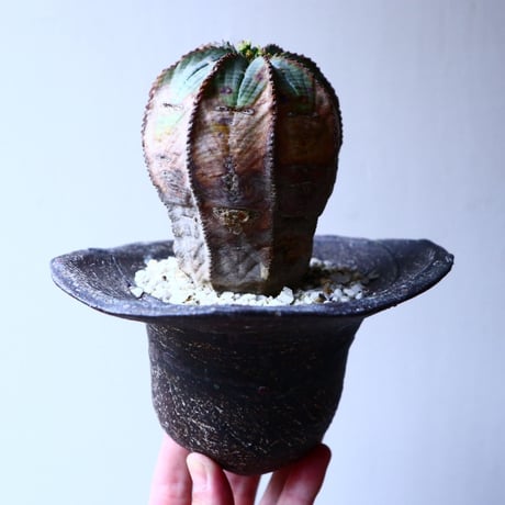 ユーフォルビア  オベサ   Euphorbia obesa   no.20313