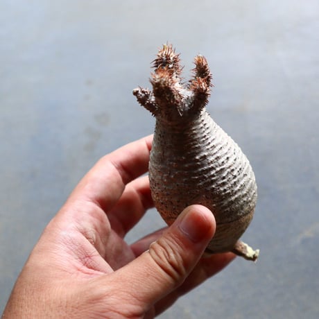 パキポディウム グラキリス 抜苗  Pachypodium rosulatum var. gracilius no.92923