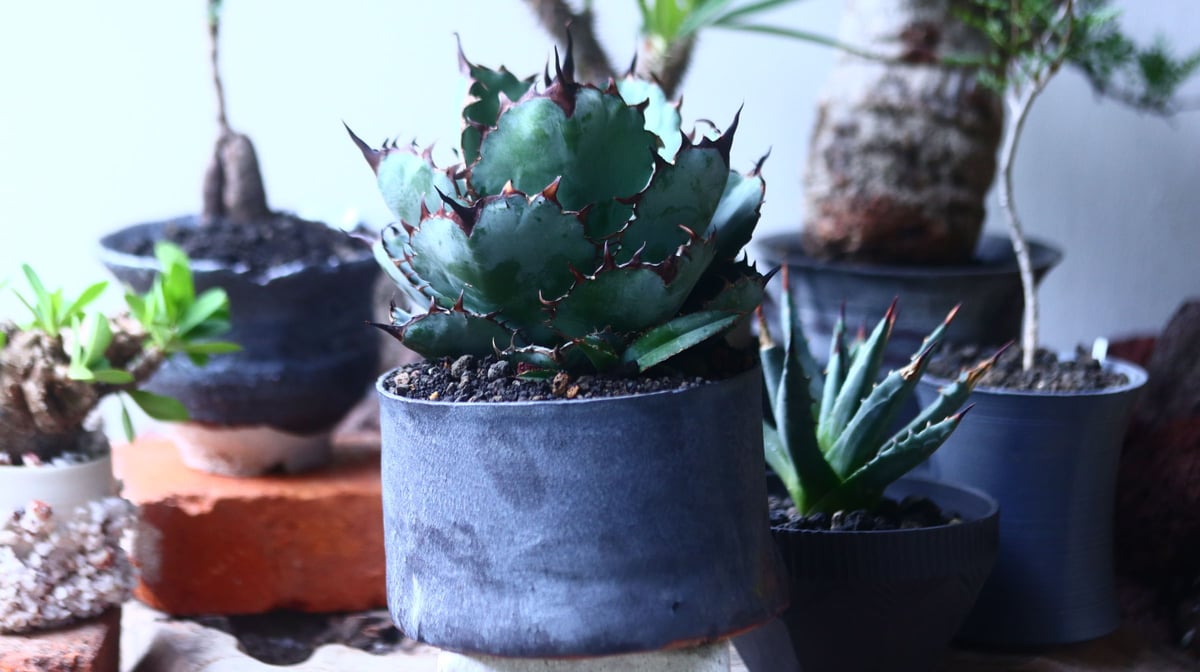 [plants mania]アガベ　ブラックアンドブルー　チタノタ アガベ チタノタ ブラックアンドブルー Agave titanota Black