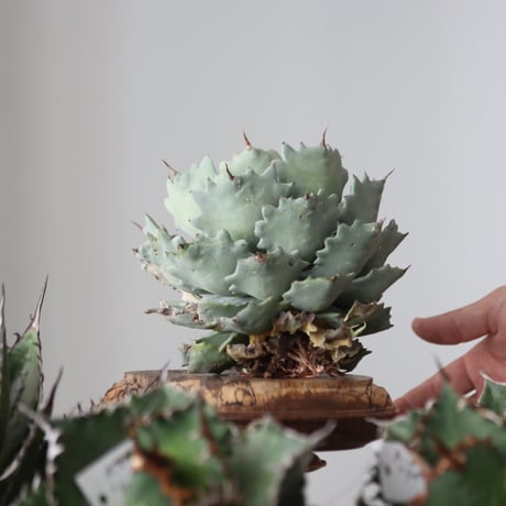 Agave Isthmensis / Style of Chika　no.42191