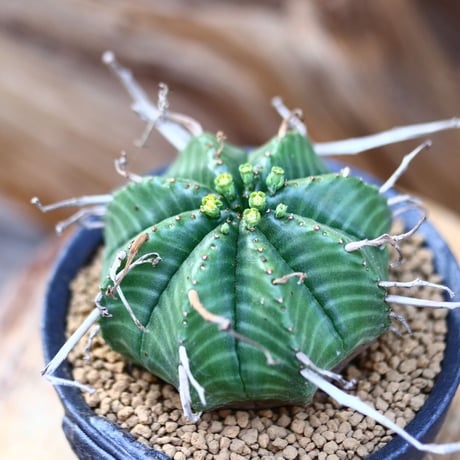 ユーフォルビア バリダ / Euphorbia valida    no.22611