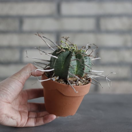 Euphorbia varida (バリダ) / South Africa / T.W. × YAMABACHI (3号) no.329/2