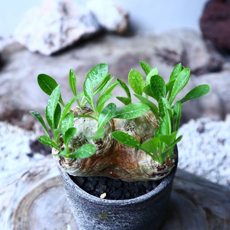 パキポディウム  ブレビカウレ  恵比寿笑い   Pachypodium brevicle   no.102728