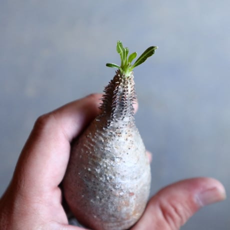パキポディウム グラキリス   Pachypodium rosulatum var. gracilius no.110317
