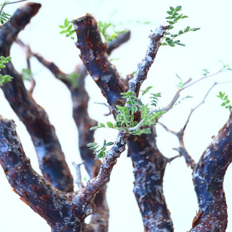 コミフォラ モンストローサ / Commiphora monstrosa   no.62501