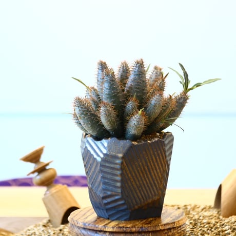 N/OH × Pachypodium  gracilius (実生)    no.61859
