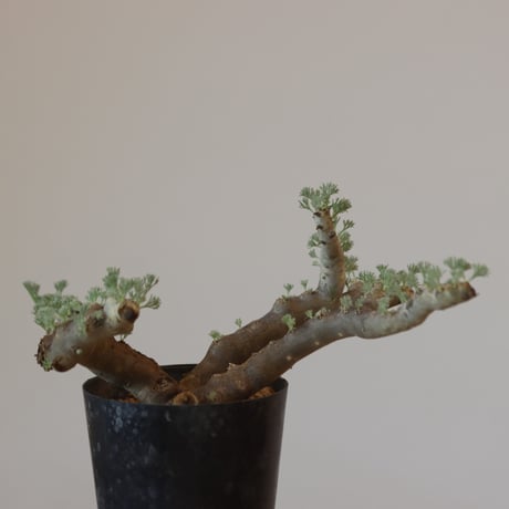 Monsonia multifida  no.921-13