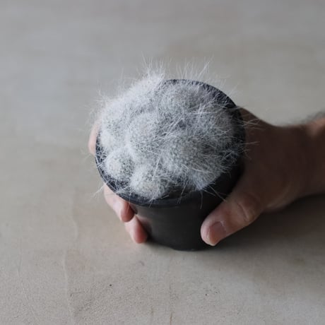 Mammillaria / 玉扇殿 (3号鉢)  no.913/27