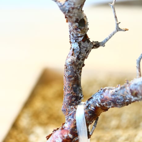 コミフォラ モンストローサ / Commiphora monstrosa   no.41622