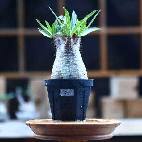 パキポディウム  グラキリス ／Pachypodium  gracilius     no.101735