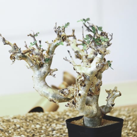 コミフォラ ストックシアナ / Commiphora stocksiana   no.42315