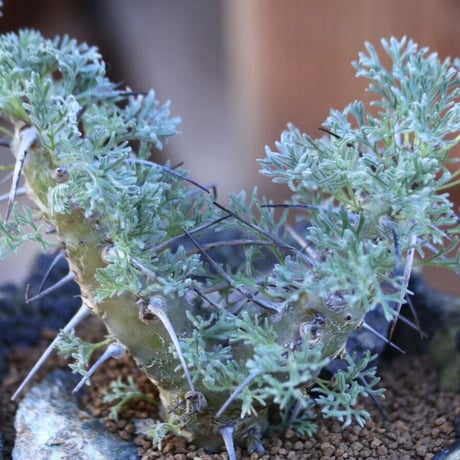 サルコカウロン ヘレー／Sarcocaulon herrei     no.112834