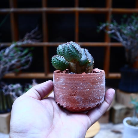 ユーフォルビア  オベサ hyb. ／Euphorbia obesa  hyb.    no.52311