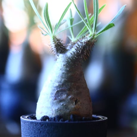 パキポディウム グラキリス   Pachypodium rosulatum var. gracilius no.705-2