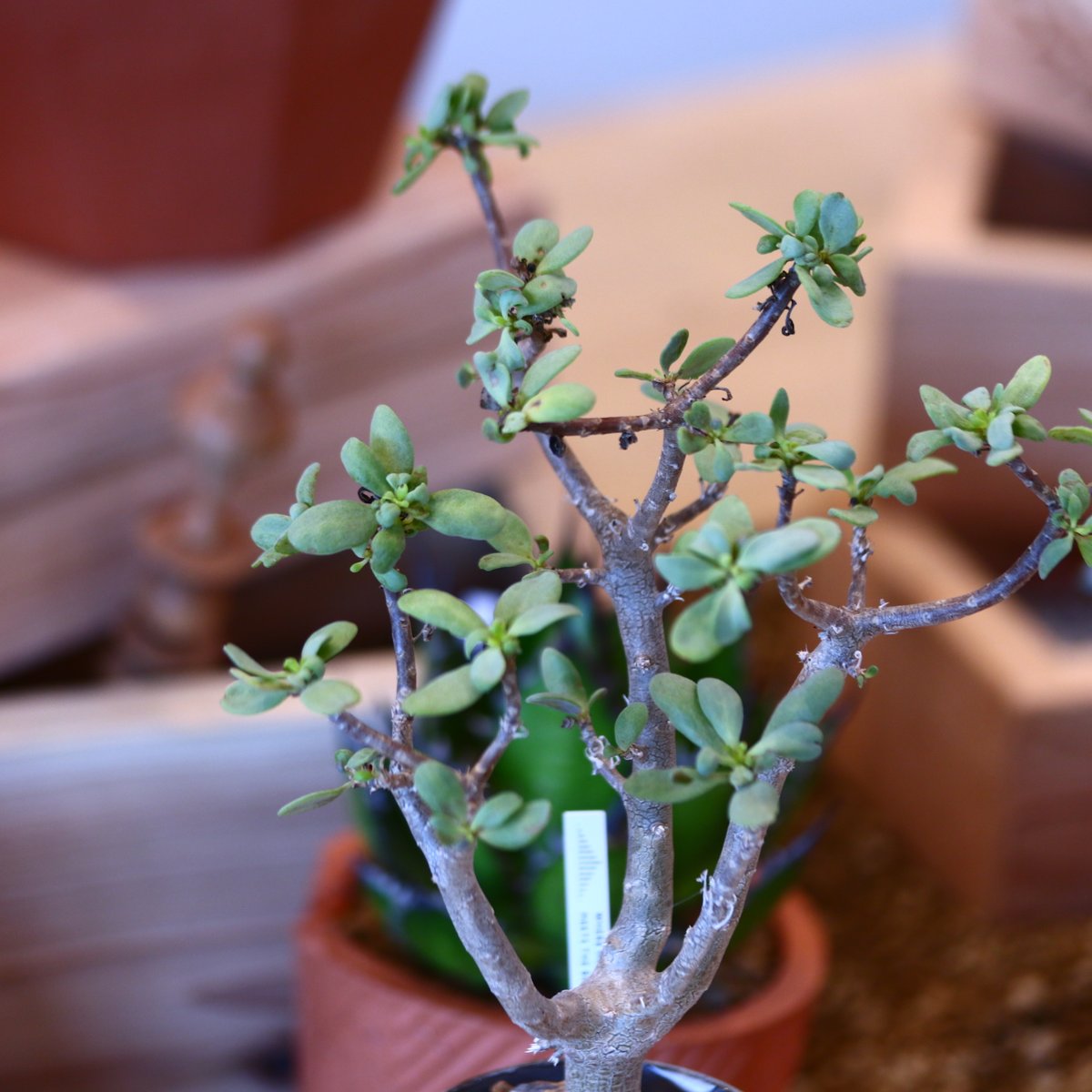 N/OH × Othonna arbuscula no.111923 | 芽の巣山