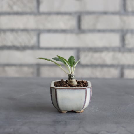 Dorstenia foetida × 陶器鉢(2.5号)  no.921/38