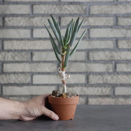 Aloe ramosissima × YAMABACHI (3号)  no.621/25