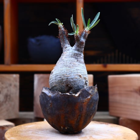 パキポディウム  グラキリス／Pachypodium  gracilius       no.62730