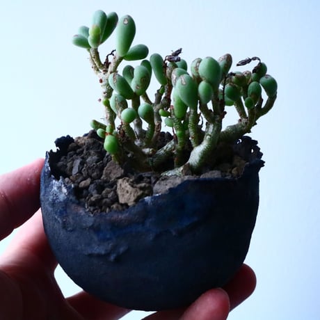 チレコドン   シヌス-アレキサンドラ   群卵   Tylecodon sinus   alexandra  No.034