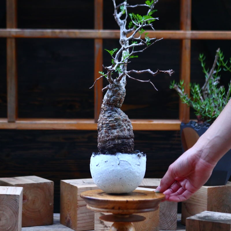 オペルクリカリア パキプス／Operculicarya pachypus no.9 オペル