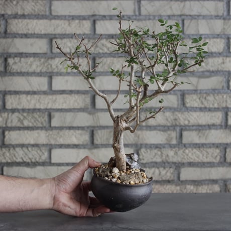 Bursera fagaroides × N/OH (4号)  no.621/24