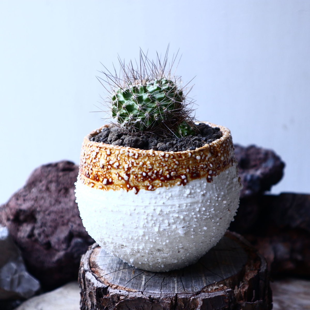 コピアポア フミリス Copiapoa Humilis no.22322 | 芽の巣山