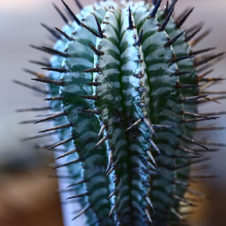 YAMABACHI ver. N/OH × Euphorbia  horrida    no.111901