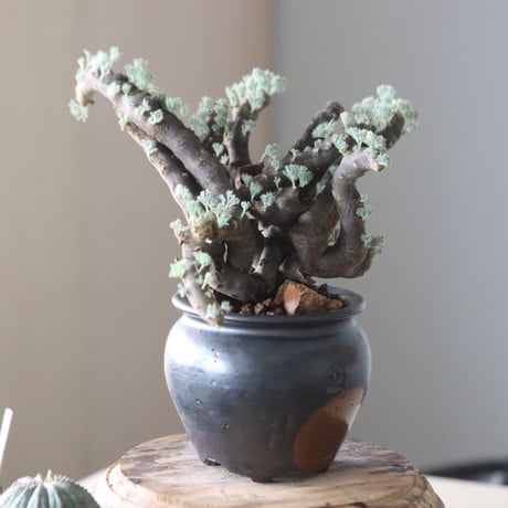 Monsonia multifida × N/OH  no.905-19
