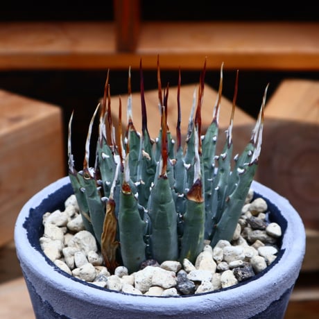 アガベ  ユタエンシス  エボリスピナ／Agave uthaensis var. eborispina     no.80856