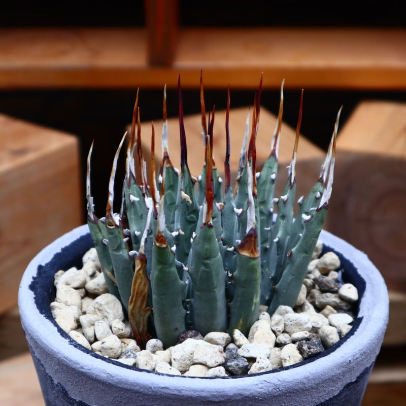 アガベ ユタエンシス エボリスピナ/Agave uthaensis var. eboris アガベ ユタエンシス エボリスピナ/Agave uthaensis var. eboris