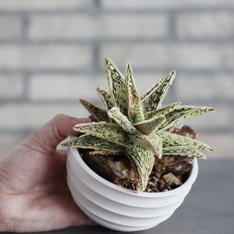 Aloe THE CORE HYBRID｀Sulfur' × #C21 × takero po