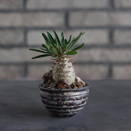 Pachypodium gracilius × takero pot (2.5号)  no.817-10