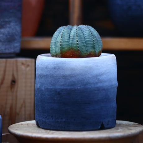 ユーフォルビア  オベサ／Euphorbia obesa    no.13008
