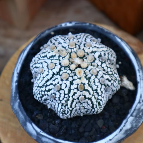 アストロフィツム   スーパー兜／Astrophytum asterias 'Super Kabuto'   no.60598