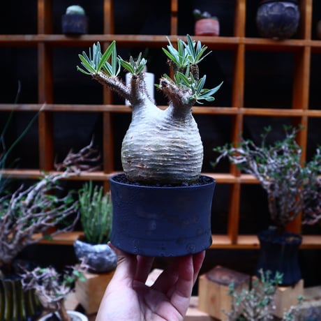 パキポディウム  グラキリス／Pachypodium  gracilius       no.52325