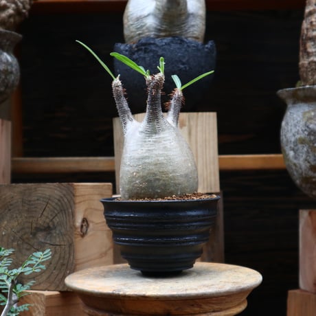 パキポディウム  グラキリス／Pachypodium  gracilius    no.82807