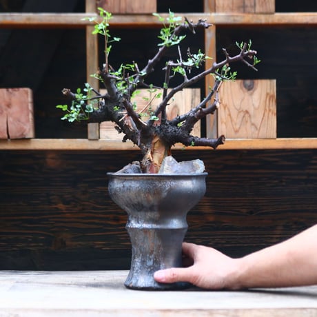 コミフォラ ボラネンシス / Commiphora boranensis / 発根済み  no.40207