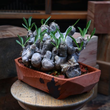 パキポディウム ブレビカリックス／pachypodium brevicalyx     no.82132
