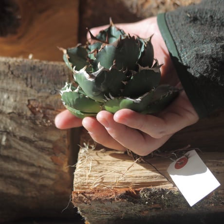 U.S. FO-76 (Agave titanota FO-76) / Style of Chika　no.1203-21