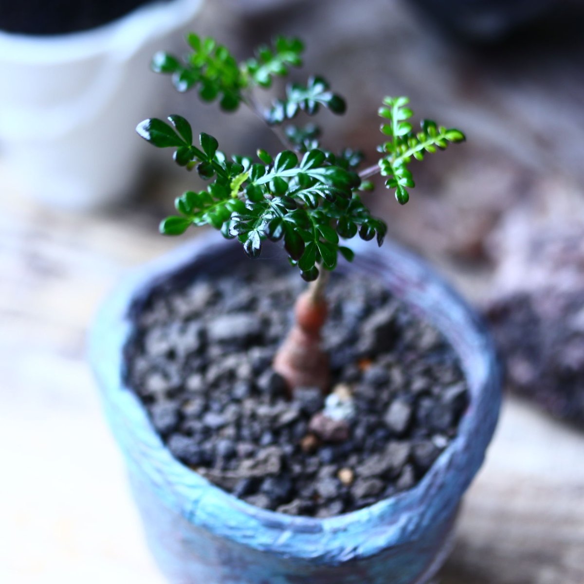 オペルクリカリア デカリー 実生 Operculicarya decaryi no.7