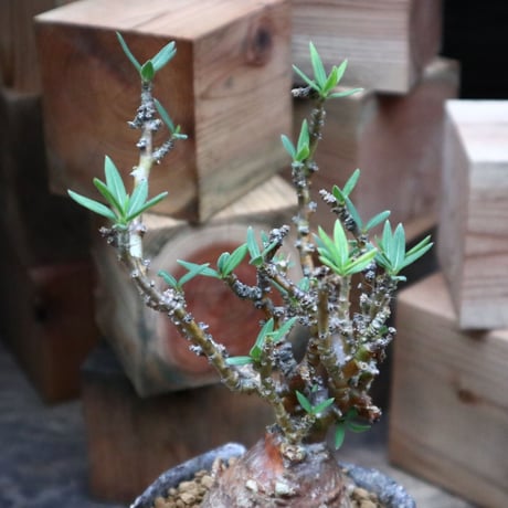 パキポディウム ビスピノーサム／Pachypodium bispinosum    no.92513
