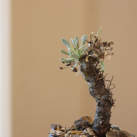 Othonna euphorbioides (黒鬼城) × たけろうポット   no.124-18
