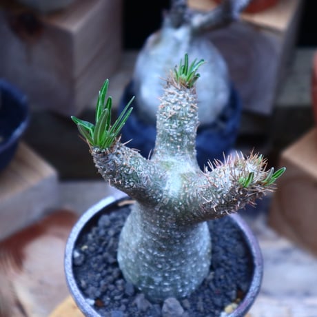 パキポディウム  イノピナツム／Pachypodium Inopinatum   no.80830