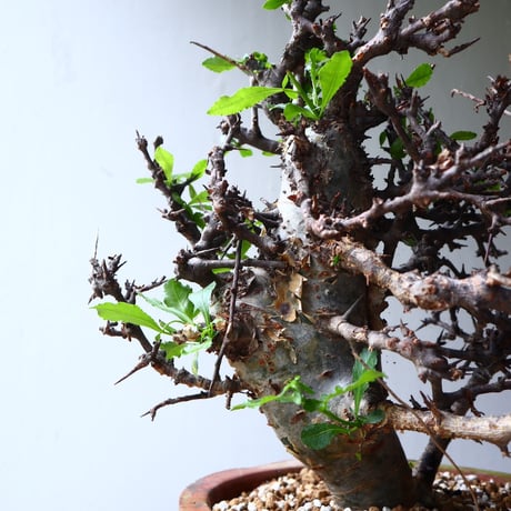 コミフォラ　エミニー　 Commiphora eminii　no.72125