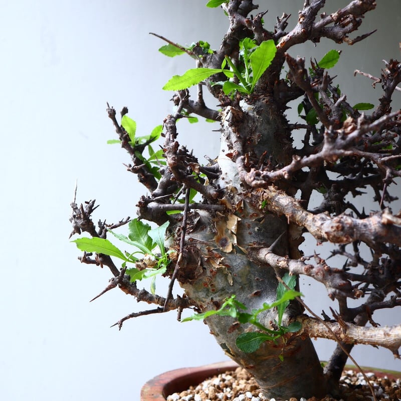 コミフォラ エミニー Commiphora eminii no.72125 | 芽の巣山