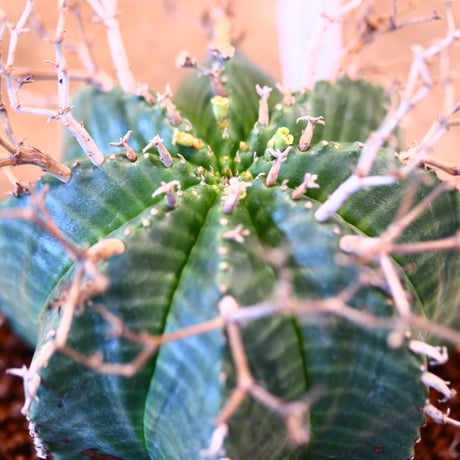 Euphorbia meloformis ♂ × soso    no.11423