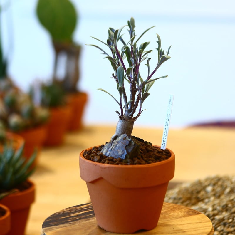 現品】ぶつぶつノーネーム 検索) 麻花 冰雹 Yahoo!オークション